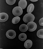 Erythrocytes