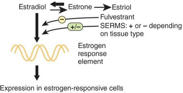 Estradiols