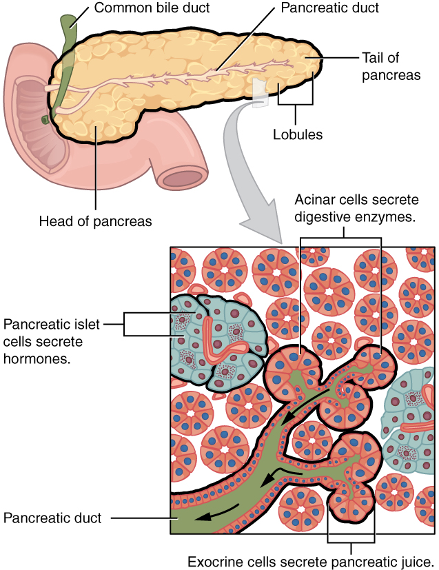 Pancreas Endocrine And Exocrine Functions Medical Library
