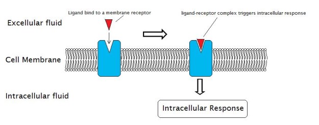 cell receptor