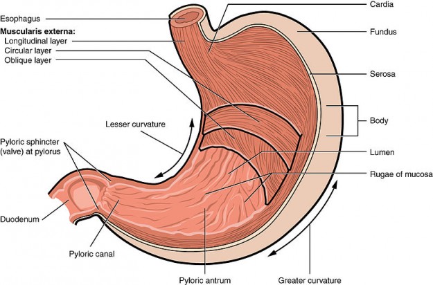 external shape of the stomach