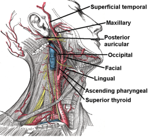 ekstern carotisarterie