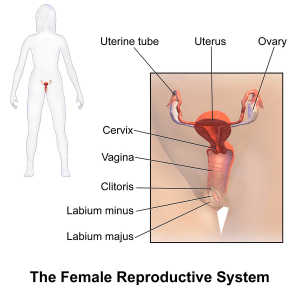 Female Reproductive System