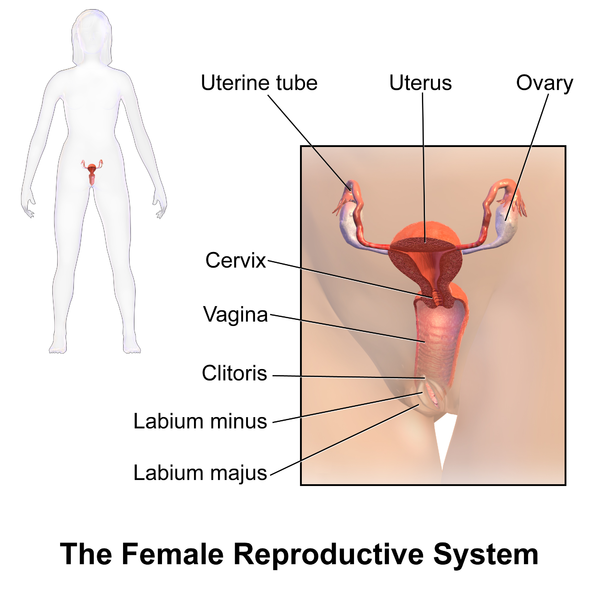 The Woman S Copulatory Organs Anatomy And Function Lecturio