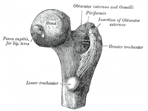 Femoral head and neck Femoral head and neck