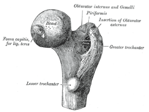 Head of Femur