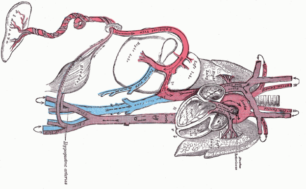 fetal circulation