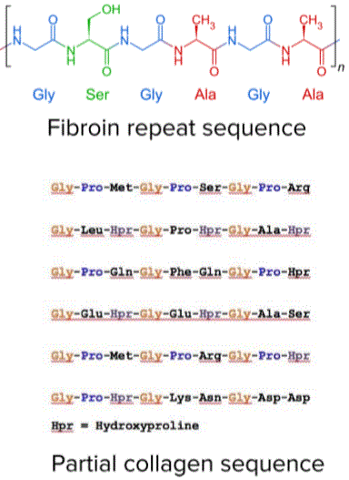 Fibrous Protein. Repeated Sequences