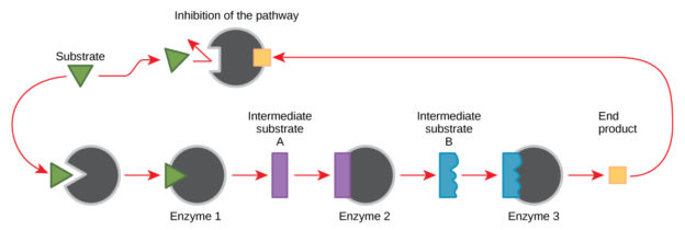 Metabolic pathways