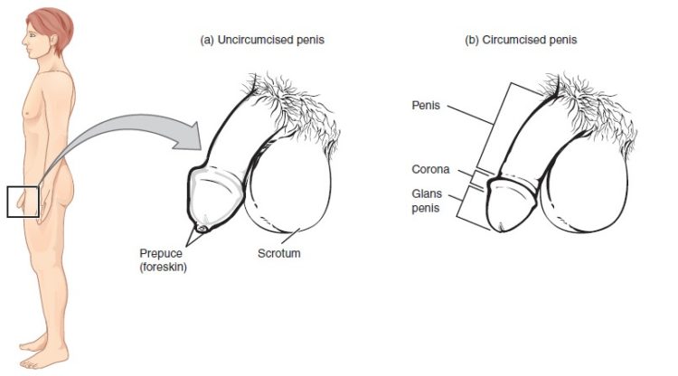 Male Anatomy Diagram : DRAW IT NEAT : How to draw Male ...