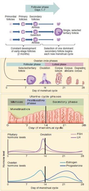 menstural cycle dysfunctional uterine bleeding