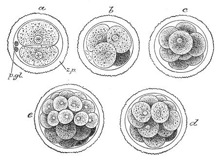 First stages of division of mammalian embryo
