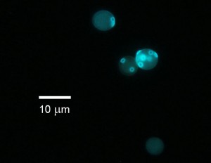 Baker`s Yeast in Fluorescence microscopy