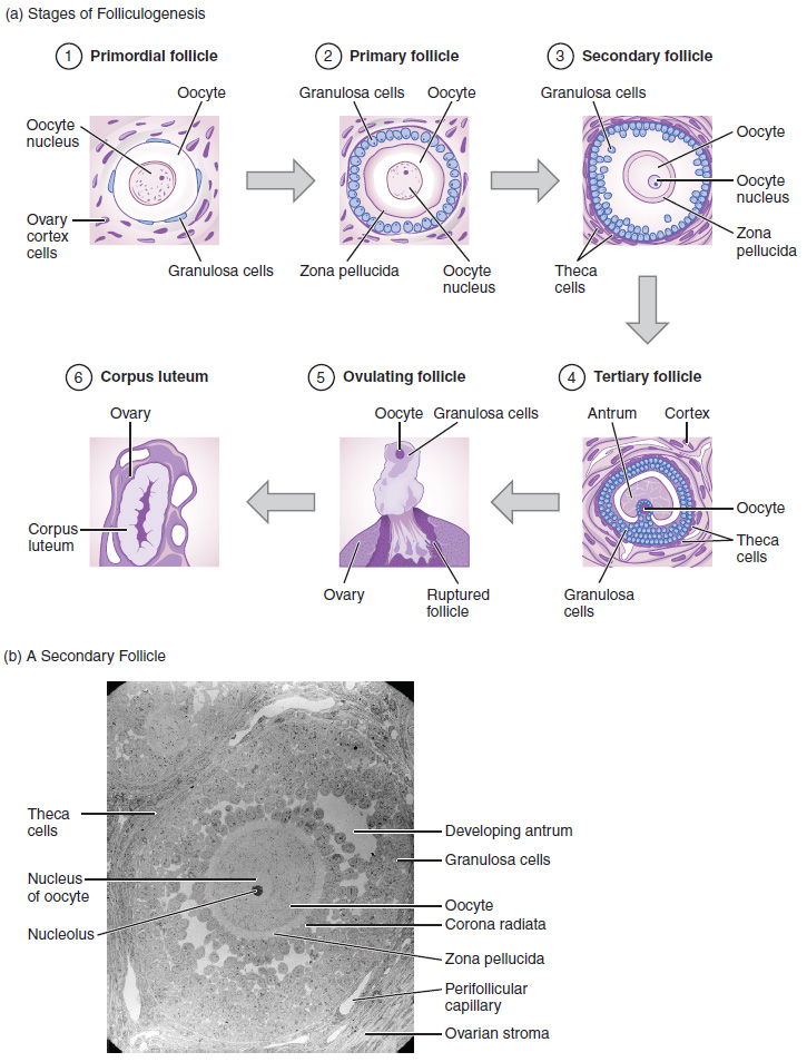 Folliculogenesis