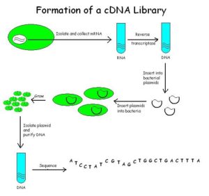 Formation of a cDNA Library