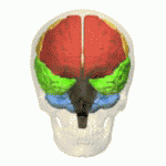 Four lobes brain anatomy