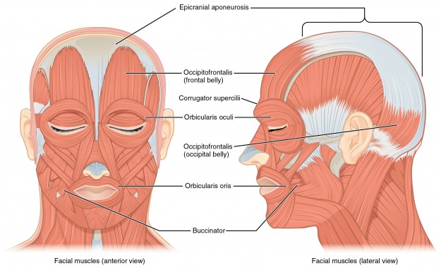 Front and Side Views of the Muscles of Facial Expressions