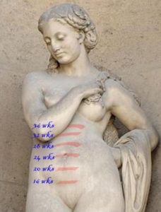Fundal height by gestational age