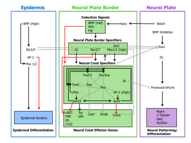 molecular interaction of various genes, transcription factors and signaling molecules to allow migration of neural crest cells to different regions