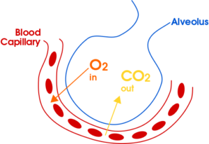 respiratory gas exchange