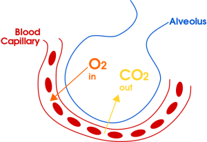 Scambio di gas nell'alveolo