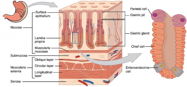 Gastric Glands Gastric Glands