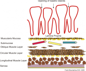 Gastric anatomy