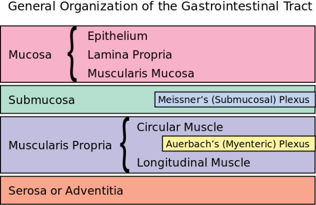 General organization of the GI tract