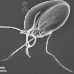 Giardia Giardia