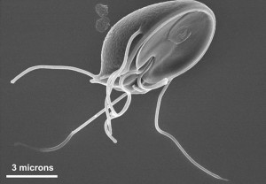 Giardia