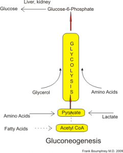 Gluconeogenesis summary