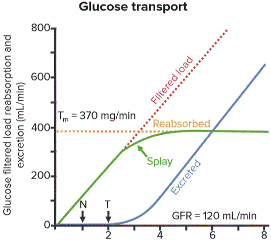 Glucose transport