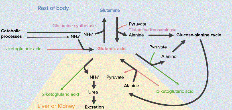 Glutamate