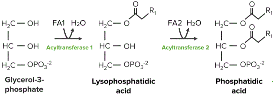 Chemistry Of Lipids | The Lecturio Online Medical Library