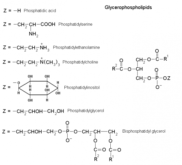 Glycerophospholipids