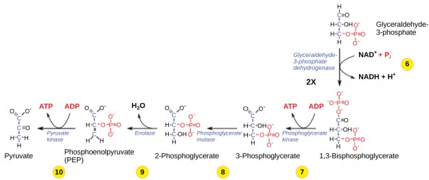 Glycolysis-Phase-6-10