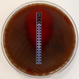 Gradient M.I.C. – Streptococcus pneumoniae tested with Cefotaxime Gradient M.I.C. – Streptococcus pneumoniae tested with Cefotaxime