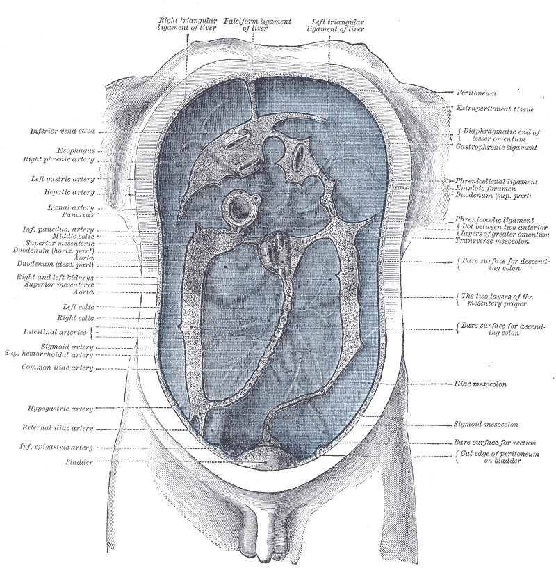 Anatomy Of The Peritoneum The Lecturio Medical Online Library