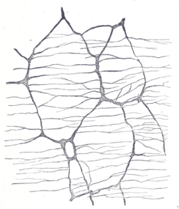 myenteric plexus enteric gaglion nerve tissue