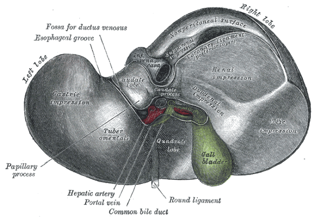 liver Gray