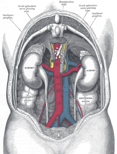 viscera and large vessels of the abdomen