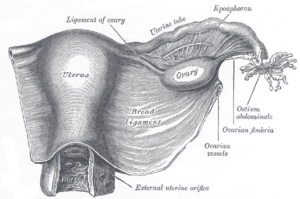 gray1161 Uterus and right broad ligament, seen from behind.