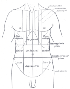 Abdomen Anatomy drawing