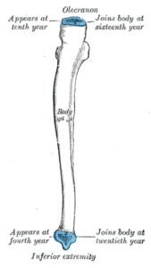 illustration showing proximal and distal ends of the ulna