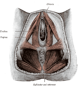 Perineális izom erekció