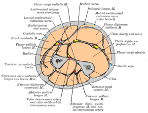 diagram showing cross-section of anterior compartment of the forearm