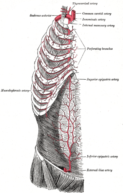 Internal thoracic artery Gray 522