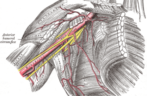 Gray523 brachial plexus