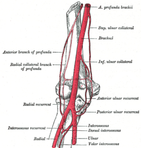 Arterial supply of arm and forearm