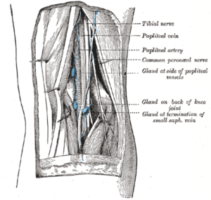 popliteal-fossa-lower-limb-anatomy